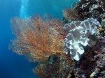 Coral Reef with Fan